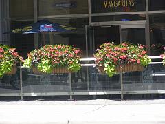 toronto (76)